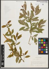 Foto von Salix triandra L.